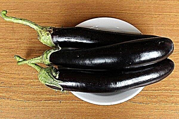 Description and features of planting eggplant "Valentina"