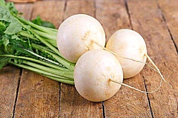 All about the culture of white radish: characteristics, benefits and cultivation