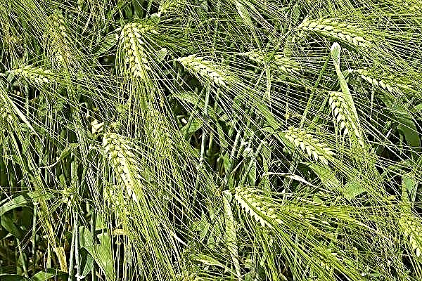 Spring barley Vakula: characteristics and features of cultivation