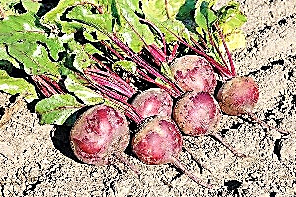 When should beets be harvested?