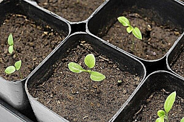 How and when to sow eggplant seeds for seedlings?