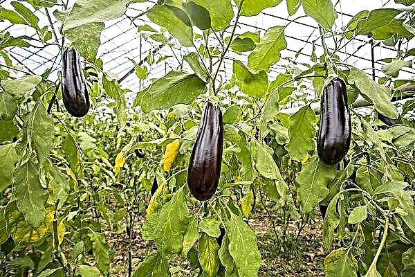 How to properly grow eggplants in a greenhouse?
