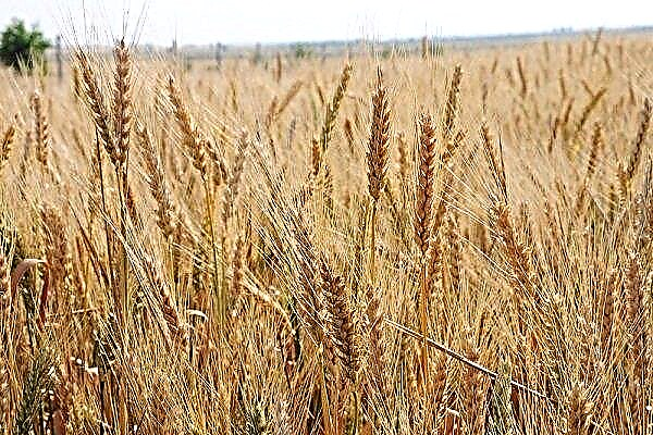 Cultivo competente de la variedad de trigo de Moscú.