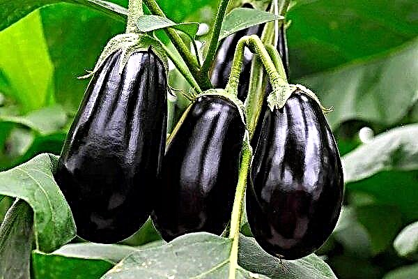 Características e cultivo de berinjela "Black Beauty"