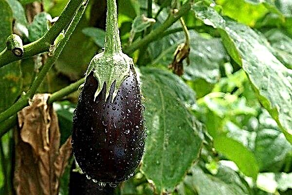 Eggplant variety "Clorinda": characteristics and cultivation