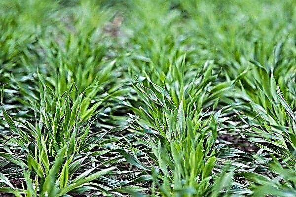 A detailed guide to growing barley