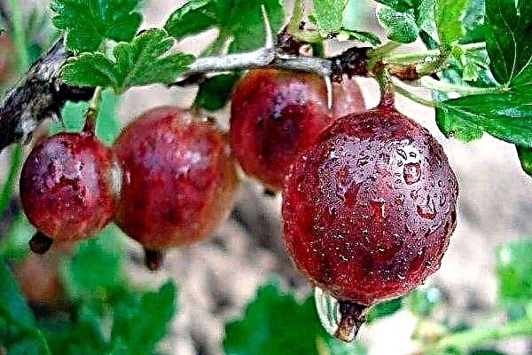 Varietà di uva spina Finik: principali caratteristiche e raccomandazioni per la coltivazione