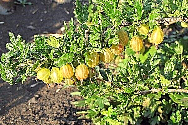 Honey gooseberry variety: its characteristics and cultivation features