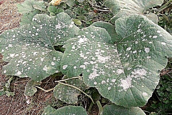 What are the diseases and pests of pumpkin? Control methods and prevention