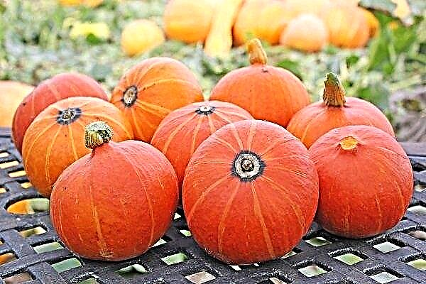 Pumpkin variety Hazelnut: characteristics, planting and care