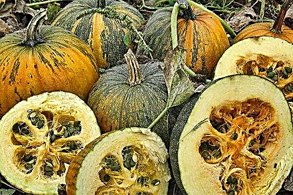 Features of growing gymnospermous pumpkin with step-by-step instructions