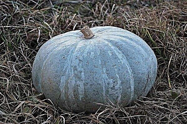 Features and cultivation of pumpkin variety "Gray Volga"