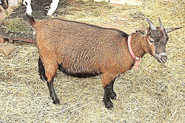 Características de la cría y cría de cabras camerunesas