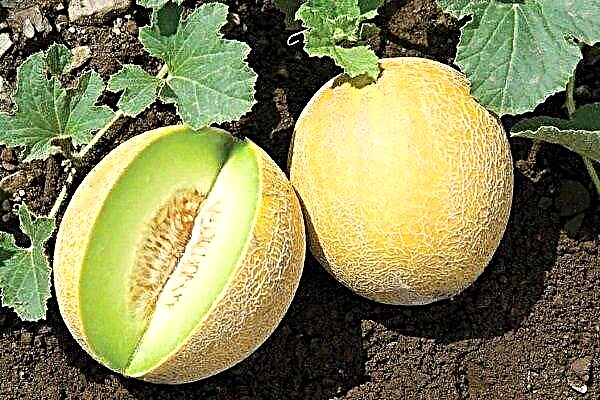 عطر بطيخ ورائع من البطيخ: وصف متنوع وتوصيات للنمو