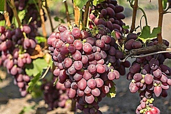30 mejores uvas de uvas rosadas