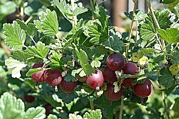 Gooseberry Krasnoslavyansky: caractéristiques, avantages, inconvénients et règles de croissance