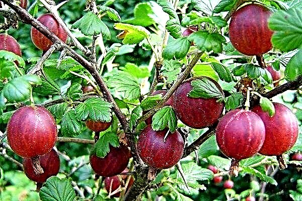 Review, planting and cultivation of gooseberry varieties - Consul