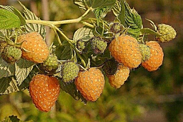 The best varieties of yellow raspberries: the rules for its cultivation and care