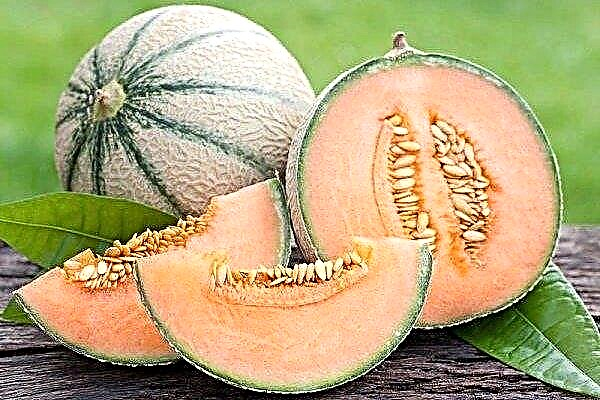 ملامح البطيخ كانتالوب: أصناف ، زراعة ورعاية