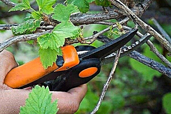 How to prune currants in spring: useful tips