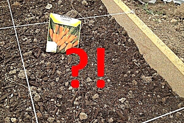 Las zanahorias no brotaron: ¿razones y cómo acelerar la germinación?