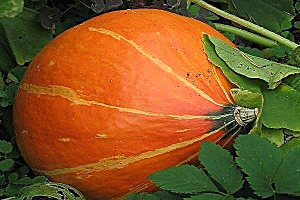 Description of the pumpkin variety “Rossiyanka”