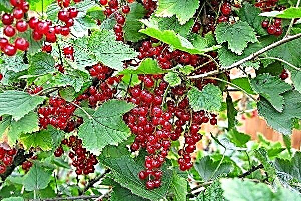 Growing red currants - step by step instructions