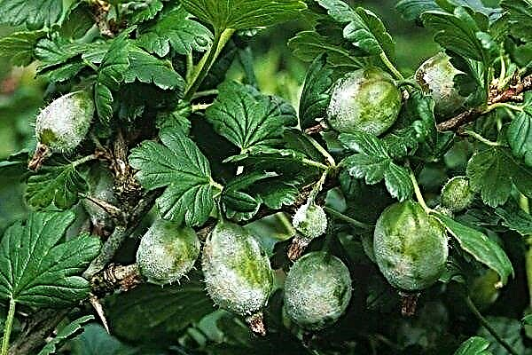 What is gooseberry sick with and what pests is it susceptible to?