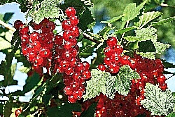 Sugar - an overview of the red currant variety and the rules for its cultivation