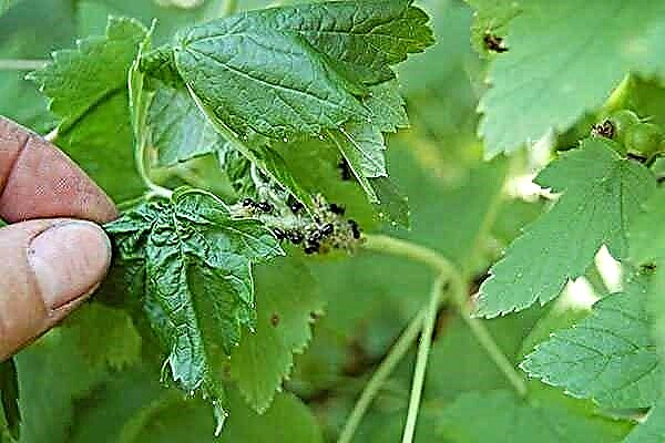 How to get rid of aphids on currants: a review of the best remedies