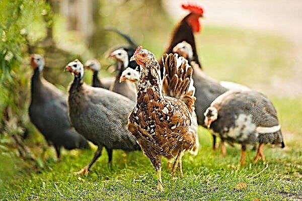 How to keep guinea fowl and chickens in the same room?