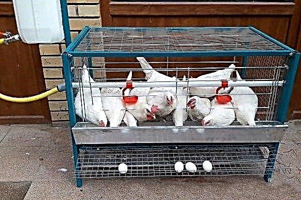 How to make a laying hen cage from available materials?
