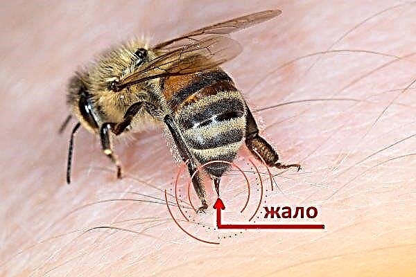 Piqûre d'abeille - un organe d'autodéfense des insectes
