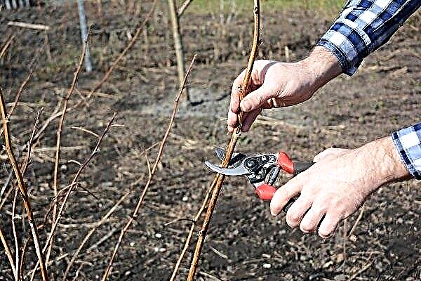 How to prune raspberries in spring: instructions for beginners