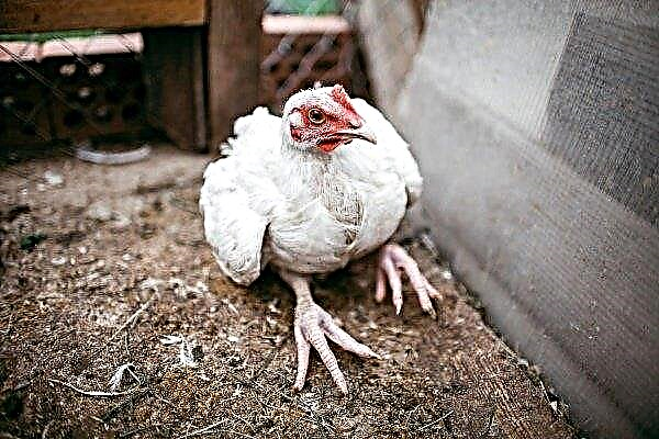 What diseases affect the paws of chickens and how to treat them?