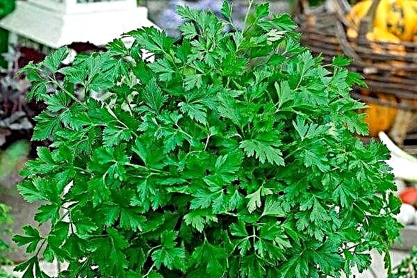 Overview of the Bogatyr parsley variety: a step-by-step growing scheme