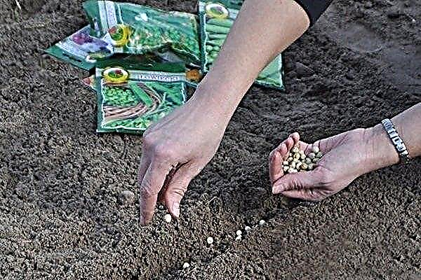 Cómo cultivar guisantes al aire libre: consejos y trucos