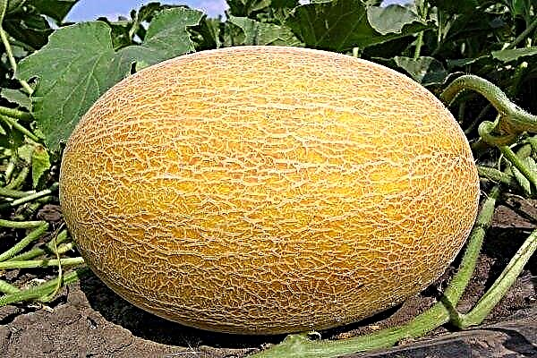 Amal - herkullinen ja terveellinen meloni: sen viljelyn kuvaus ja yksityiskohdat