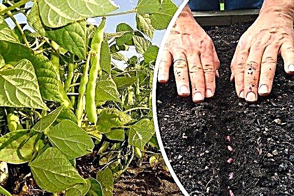 How to grow beans outdoors?
