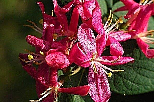 Madressilva tártaro: qual é a sua peculiaridade e como é cultivado um arbusto ornamental?