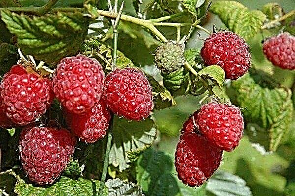 Raspberry varieties Meteor: main characteristics, planting and care features