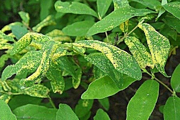 Review of diseases and pests of honeysuckle: signs of manifestation and methods of treatment