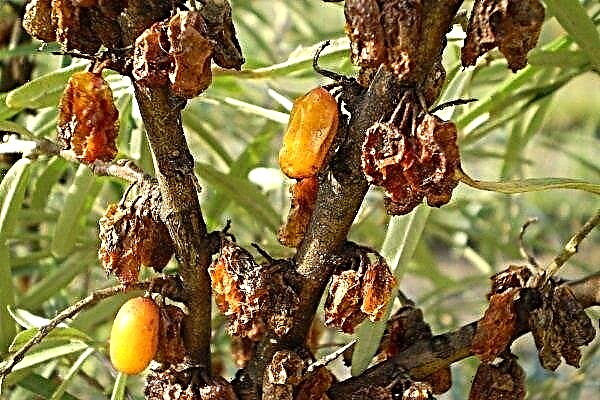 What causes sea buckthorn and what kind of insects are harmful to the plant?