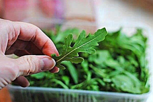 Arugula: plantera, ta hand om och odla en växt från frön
