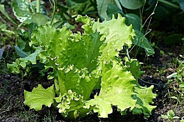 Опис салату латук: все від посадки до збору врожаю