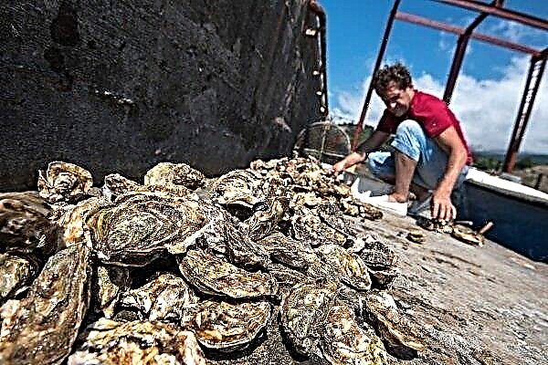 How are oysters grown for sale?