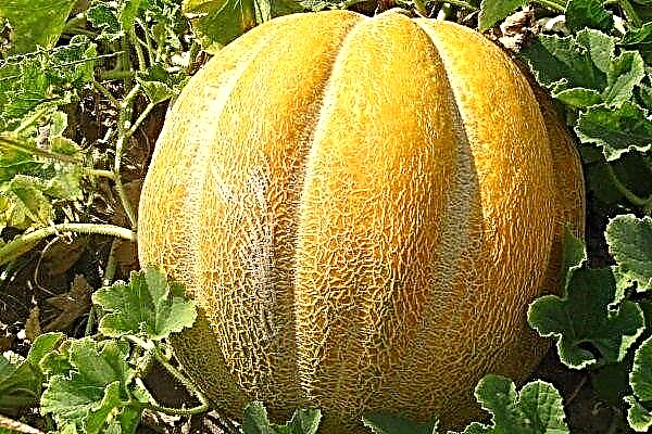 Beschreibung der äthiopischen Melone: ​​die Feinheiten des Pflanzens und Wachsens