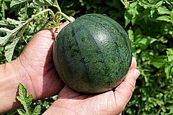 Hoe buitenshuis een watermeloen planten en kweken?
