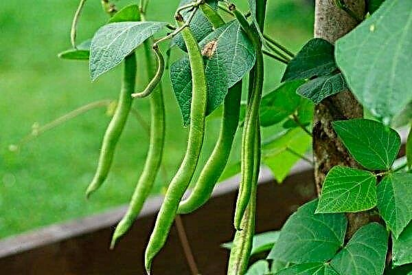 Asparagus beans: features of cultivation and care in the open field