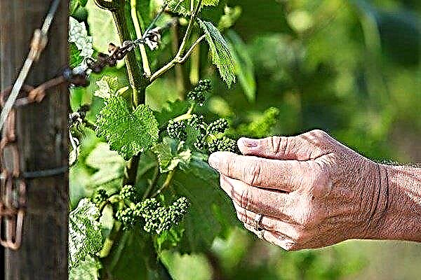 How to care for grapes in the spring?